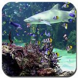 Aquarium live wallpaper на андрод скачать бесплатно