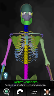 Кости человека 3D (анатомия)