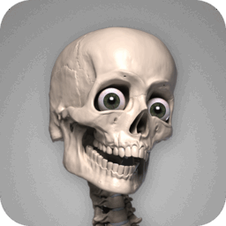 Skelly: Poseable Anatomy Model