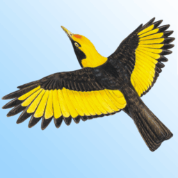 Morcombe’s Birds of Australia