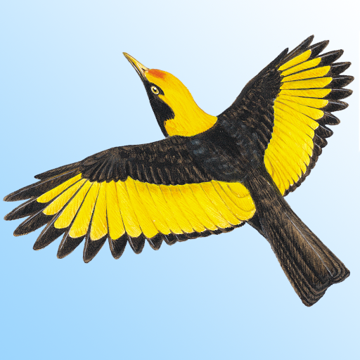 Morcombe’s Birds of Australia