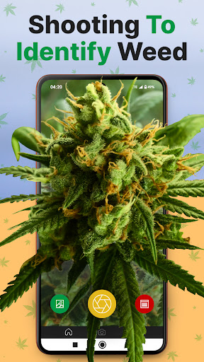Kush Scan: AI Weed Identifier