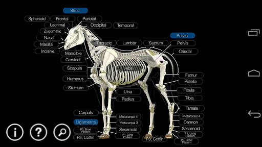 Horse Anatomy: Equine 3D