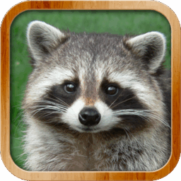 Kids Learn About Animals