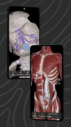 Easy Anatomy 3D