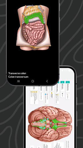Easy Anatomy 3D